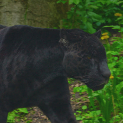 Night Safari Enriched Cotton Bedsheet Set